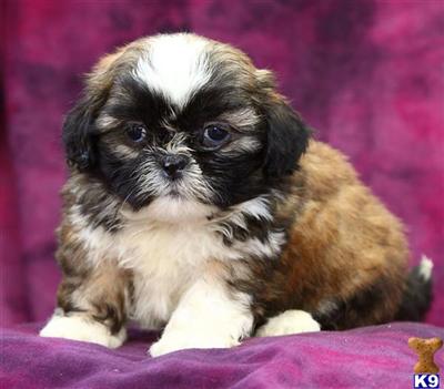Shih Tzu Puppies for Sale