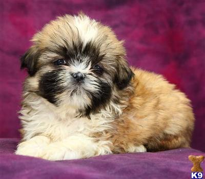 Shih Tzu Puppies for Sale