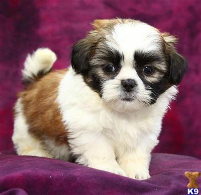 Shih Tzu Puppies for Sale