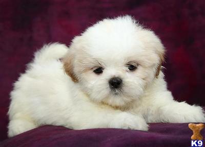 Shih Tzu Puppies for Sale