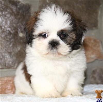 Shih Tzu Puppies for Sale
