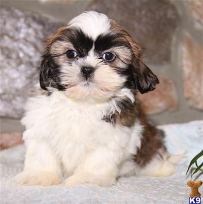 Shih Tzu Puppies for Sale