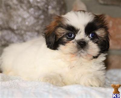 Shih Tzu Puppies for Sale