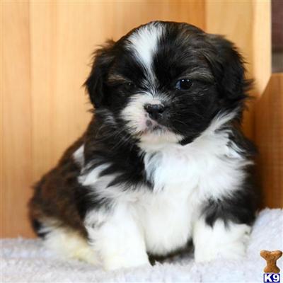 Shih Tzu Puppies for Sale