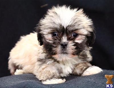 Lhasa Apso Puppies for Sale