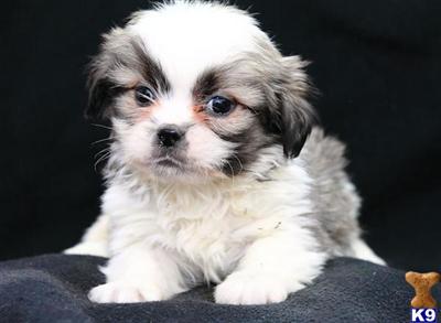 Lhasa Apso Puppies for Sale
