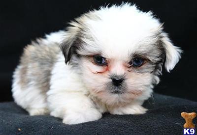 Lhasa Apso Puppies for Sale