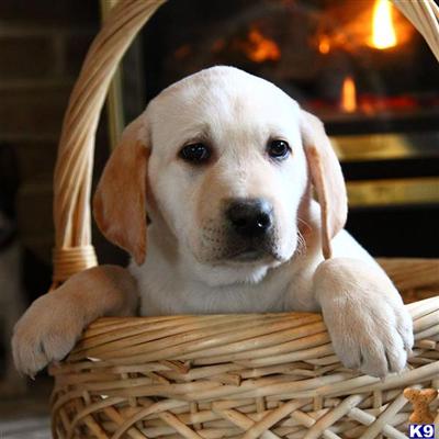 Labrador Retriever Puppies for Sale