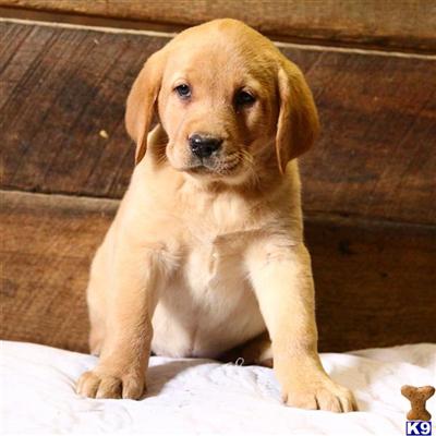 Labrador Retriever Puppies for Sale