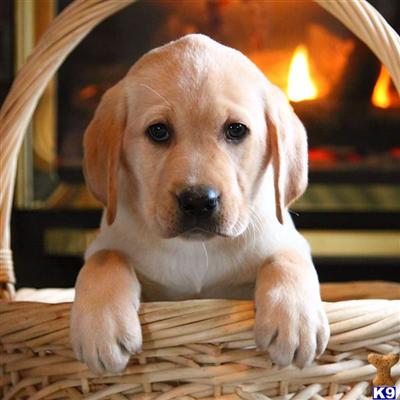 Labrador Retriever Puppies for Sale