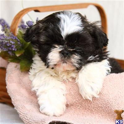 Shih Tzu Puppies for Sale