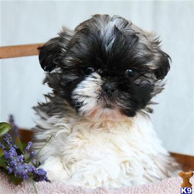 Shih Tzu Puppies for Sale