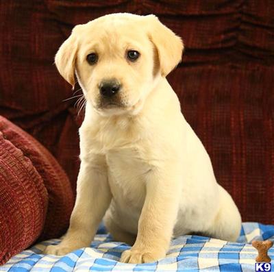 Labrador Retriever Puppies for Sale