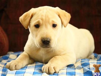 Labrador Retriever Puppies for Sale