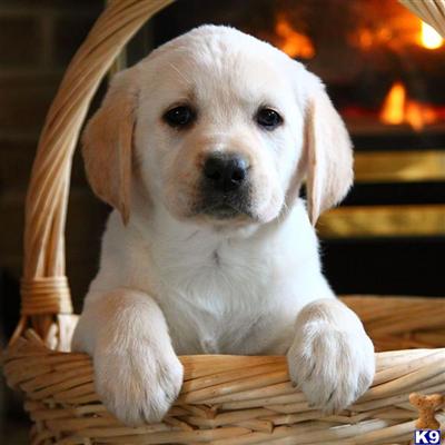 Labrador Retriever Puppies for Sale