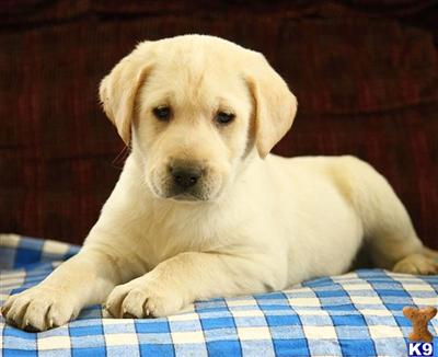 Labrador Retriever Puppies for Sale