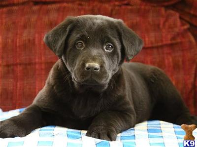 Labrador Retriever Puppies for Sale