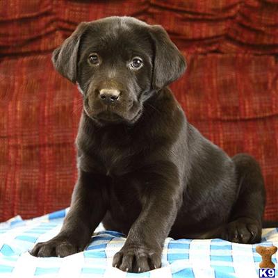 Labrador Retriever Puppies for Sale