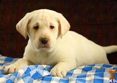 Labrador Retriever Puppies for Sale
