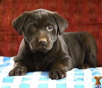 Labrador Retriever Puppies for Sale