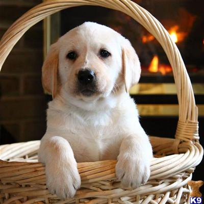Labrador Retriever Puppies for Sale