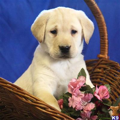 Labrador Retriever Puppies for Sale