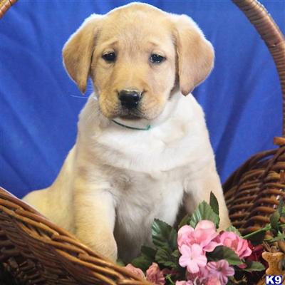 Labrador Retriever Puppies for Sale