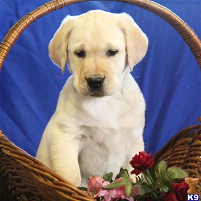 Labrador Retriever Puppies for Sale