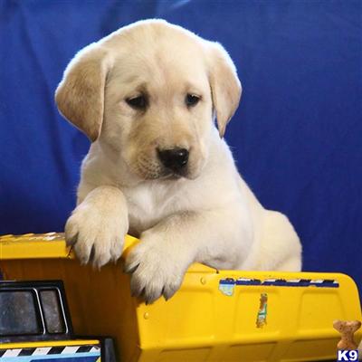 Labrador Retriever Puppies for Sale