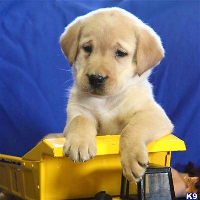 Labrador Retriever Puppies for Sale