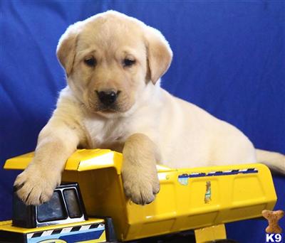 Labrador Retriever Puppies for Sale