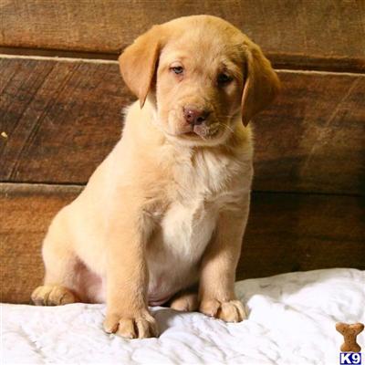 Labrador Retriever Puppies for Sale