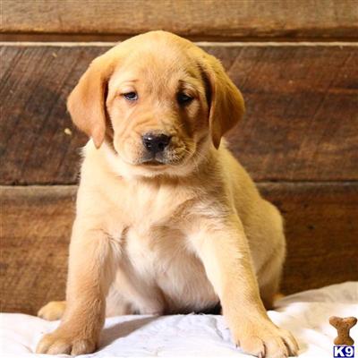 Labrador Retriever Puppies for Sale