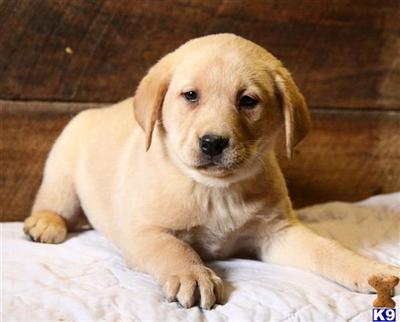 Labrador Retriever Puppies for Sale