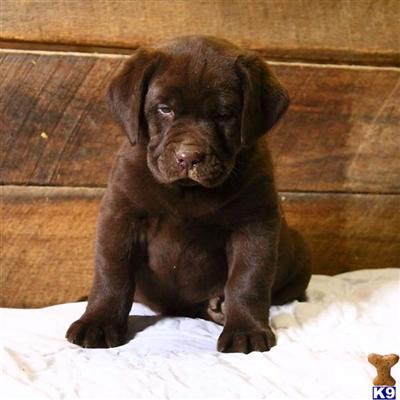 Labrador Retriever Puppies for Sale