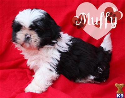Shih Tzu Puppies for Sale