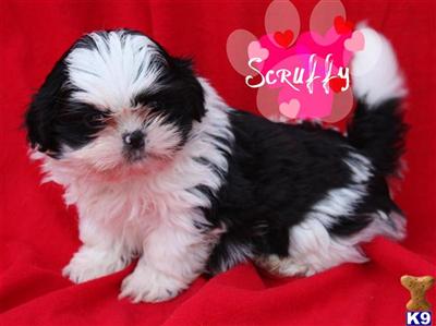 Shih Tzu Puppies for Sale