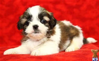 Shih Tzu Puppies for Sale