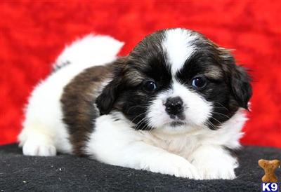 Shih Tzu Puppies for Sale