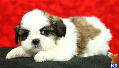 Shih Tzu Puppies for Sale