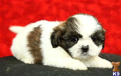 Shih Tzu Puppies for Sale