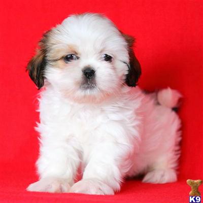 Shih Tzu Puppies for Sale