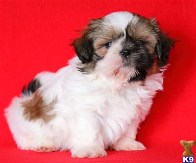 Shih Tzu Puppies for Sale