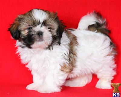 Shih Tzu Puppies for Sale