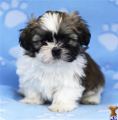 Shih Tzu Puppies for Sale
