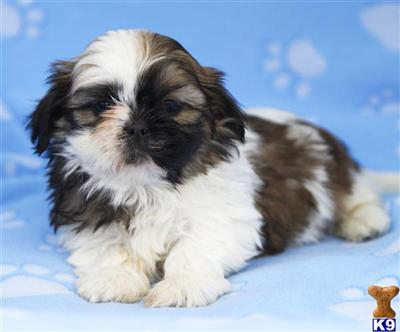 Shih Tzu Puppies for Sale