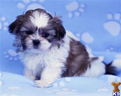 Shih Tzu Puppies for Sale