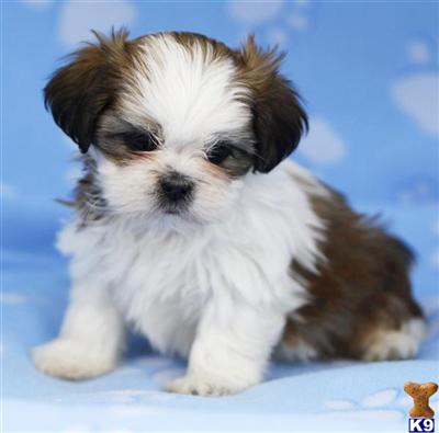 Shih Tzu Puppies for Sale