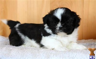 Shih Tzu Puppies for Sale