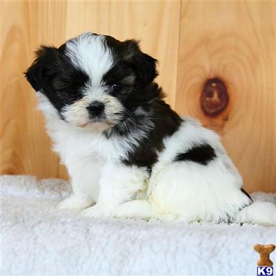 Shih Tzu Puppies for Sale